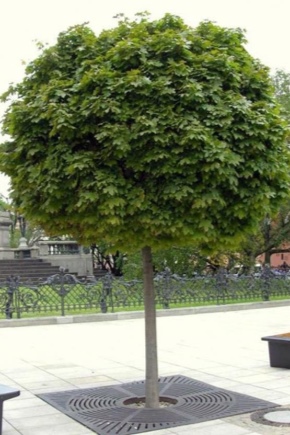 Acero in crescita su un tronco