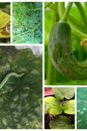 Ziekten en plagen van komkommers in het open veld