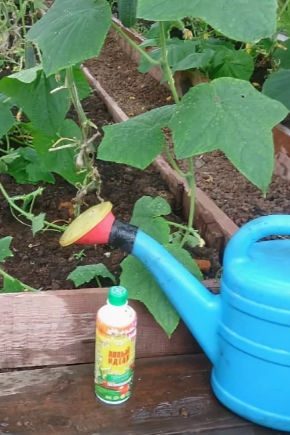 Hvordan fodrer man agurker til frugtsætning i drivhuset og under det?