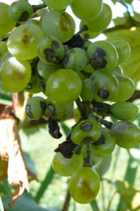 Cos'è l'antracnosi dell'uva e come trattare la malattia?