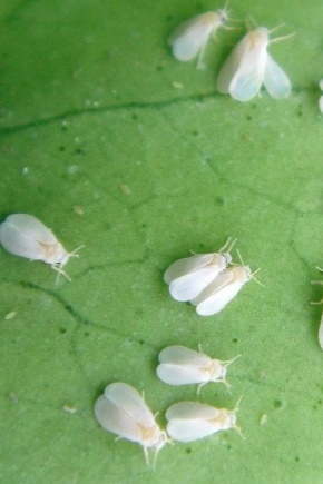 What does a whitefly look like on a strawberry and how to deal with it?