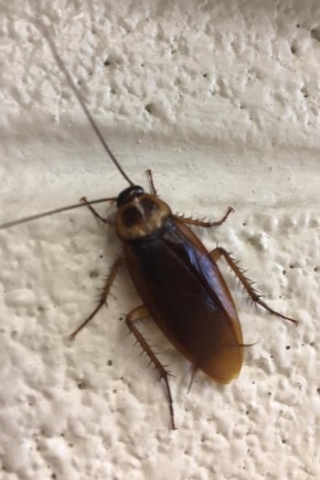Van welke geuren houden kakkerlakken niet?