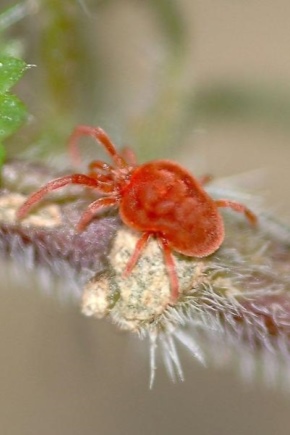 Volksheilmittel gegen Spinnmilben