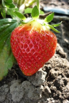 Warum haben Erdbeeren kleine Beeren und wie füttert man sie?