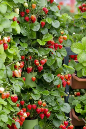 Die Verwendung von Kaliumpermanganat für Erdbeeren