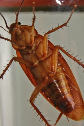 How long do cockroaches live?