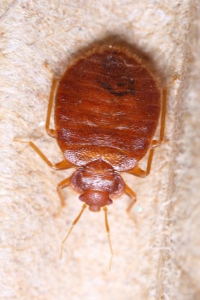 What are bedbugs afraid of?