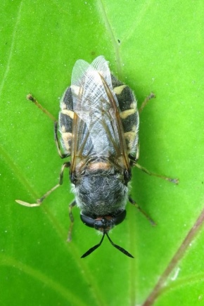 What does a cabbage fly look like and how to deal with it?
