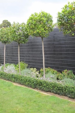 Apakah pokok yang boleh ditanam di tapak di sepanjang pagar?
