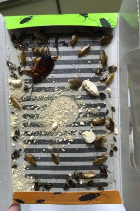 Cosa sono le trappole per scarafaggi e come impostarle?