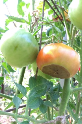 Co je to hniloba na rajčatech a jak s ní zacházet?