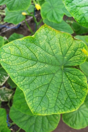 Hvorfor bliver agurkblade gule i kanterne, og hvad skal man gøre?