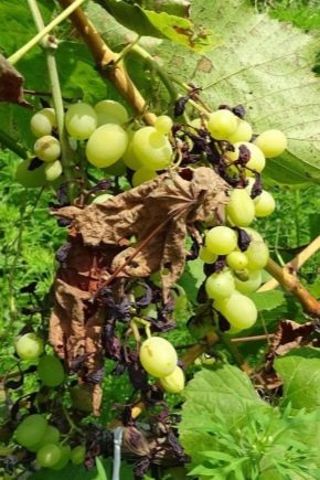 Muffa e oidio sull'uva: cause e misure di controllo
