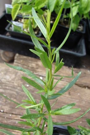 Wie sieht Estragon aus und wie züchtet man eine Pflanze?