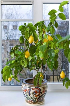 Como cultivar um limão a partir de uma semente em casa?