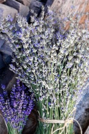 Der Unterschied zwischen Lavendel und Lavendel