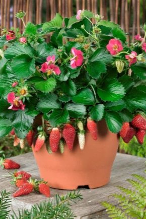 Alles, was Sie über Ampelerdbeeren und Erdbeeren wissen müssen