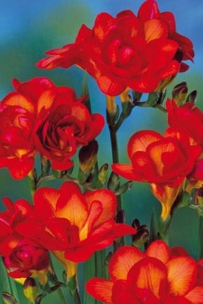 All about terry freesia