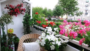 Flowers on the balcony: names, location tips