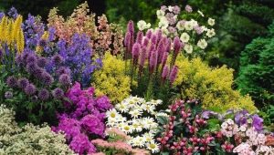 We select plants for autumn flower beds