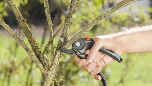 All about ratchet pruning shears