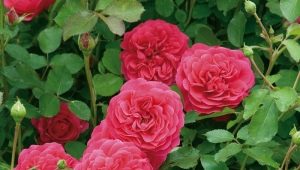 英国玫瑰：品种，选择和护理技巧