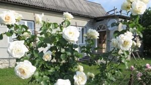 الورود البيضاء المتسلقة: الأصناف وزراعتها