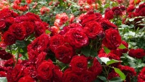 杂交茶玫瑰：它是什么，有描述的品种，种植和护理