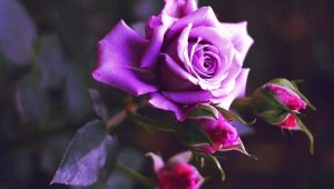 Fialové a lila růže: odrůdy s popisem a pěstováním