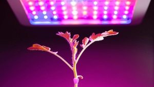 Phytolamps for seedlings: features, models, tips for choosing