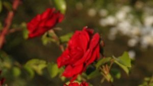 Characteristics of Amadeus roses and the rules for their cultivation