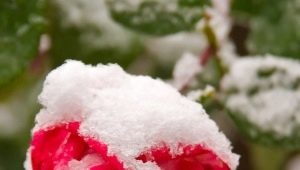 How to prepare a climbing rose for winter?