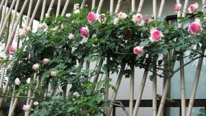 Какви са опорите за катерене рози и как да ги направите сами?