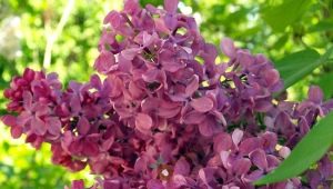 Dwarf lilac: varieties, tips for choosing and care