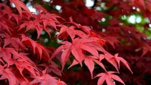Red maple: varieties and recommendations for growing