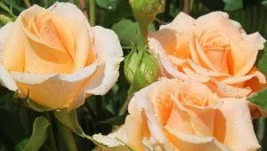 奶油玫瑰：品种描述和景观​​设计中的用途