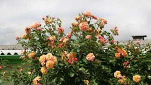 Descripción y cultivo de rosas Aloha.
