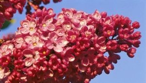 Description and cultivation of lilac Mulatto