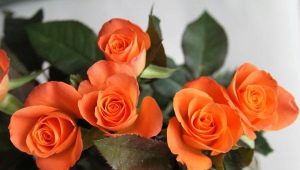 橙玫瑰：有描述的品种及其农业技术 