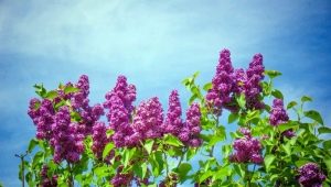 Persian lilac: characteristics and rules of care