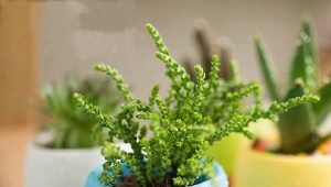 Plastic pots for flowers: types, sizes and designs