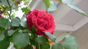 Climbing rose Don Juan: description of the variety, features of planting and care