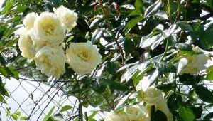 Катереща роза Elf: описание на сорта, засаждане и грижи