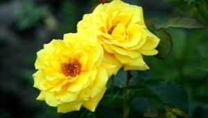 攀登玫瑰赌场：品种描述，种植和护理