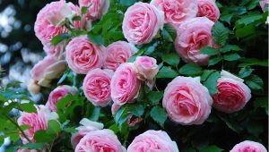 Climbing rose Pierre de Ronsard: description of the variety, planting and care features