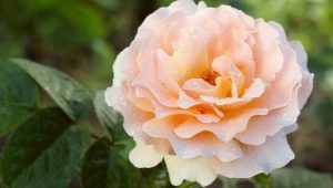 攀登玫瑰波尔卡：品种描述，种植和护理特点