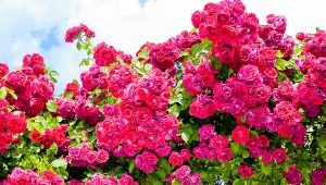 Trandafiri cățărători: soiuri, sfaturi pentru alegere și îngrijire