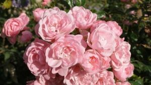 Fairy ground cover rose: description and cultivation
