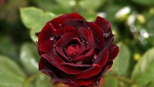 Polyanthus玫瑰：品种，选择和护理技巧