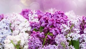 Reproduction of lilac: popular methods